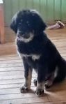 Tibetansk mastiff valp