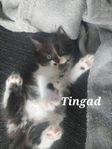 Långhåriga kattungar 