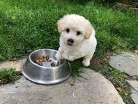 Gulligaste Maltipoo Blandisar 