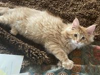 Maine coon m sverak stamtavla 