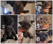 Väldigt fina Devon Rex kattungar 
