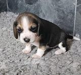 Beagle valpar