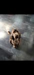Cocker spaniel hane