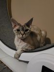 Ettårig devon rex