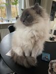 Ragdoll 