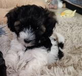 Bichon Havanais valpar 