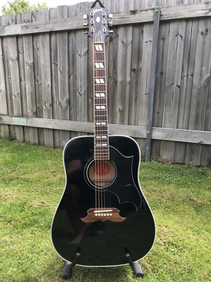 Gibson Dove