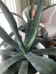 ALOE VERA     små o stora