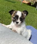chihuahua blandras valpar