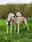 Whippetvalpar beräknade till midsommar 