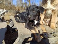 Mas/schäfer/husky