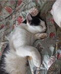 Stallkatt 