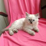 Ragdoll & Selkirk Rex Blandras.