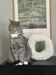 omplacering av katt 