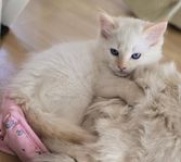 Ragdoll kattungar