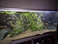 540 lit Akvarie.
