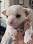 chihuahua valp