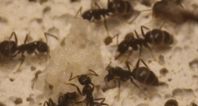 Black garden ant (myr koloni)