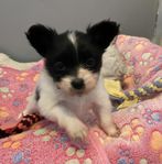 Papillon valpar