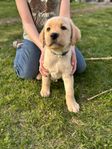 Labrador valpar