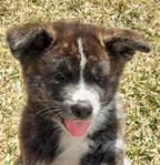 Akita(inu)valpar