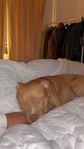 hund