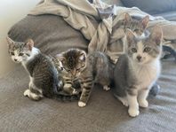 Kattungar 
