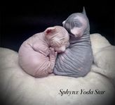 En underbar Sphynx hane letar hem