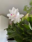 Novemberkaktus med vita blommor 
