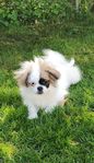 Tibetansk spaniel hanvalp 
