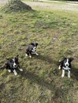 border collie 14 veckor