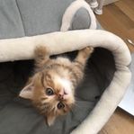 Renrasig brittisk kattungar 