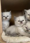 Ragdoll kattungar med stamtavla