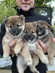 Shiba inu valpar leveransklara midsommarveckan!