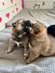 Shiba inu valpar leveransklara 21/6