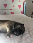 Shiba inu valpar leveransklara 21/6