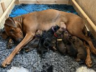Pinscher valp
