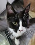2 honor, Maine Coon, 5 månader