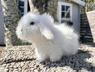 Teddyvädur/teddydvärgvädur
