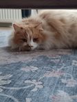 Fina Stina långhårig bondkatt