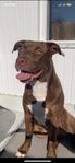 American bully blandras 