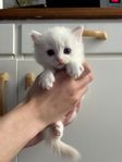 Ragdoll kattungar