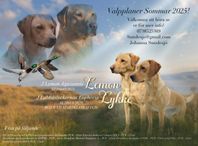 labrador retriever valpar väntas