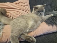Blandras Scottish × Ragdoll, 1-årig hane