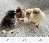 Ägg/kycklingar 
