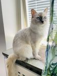 Ragdoll katt (TINGAD)