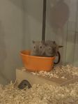 Gerbil-trio