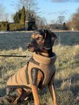 Hund i sökning av ny familj