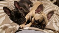 Mysiga Fransk bulldog valpar