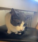 1 årig katt söker hem med tillbehör, placeras om utan pri